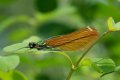 Demoiselle en dentelle